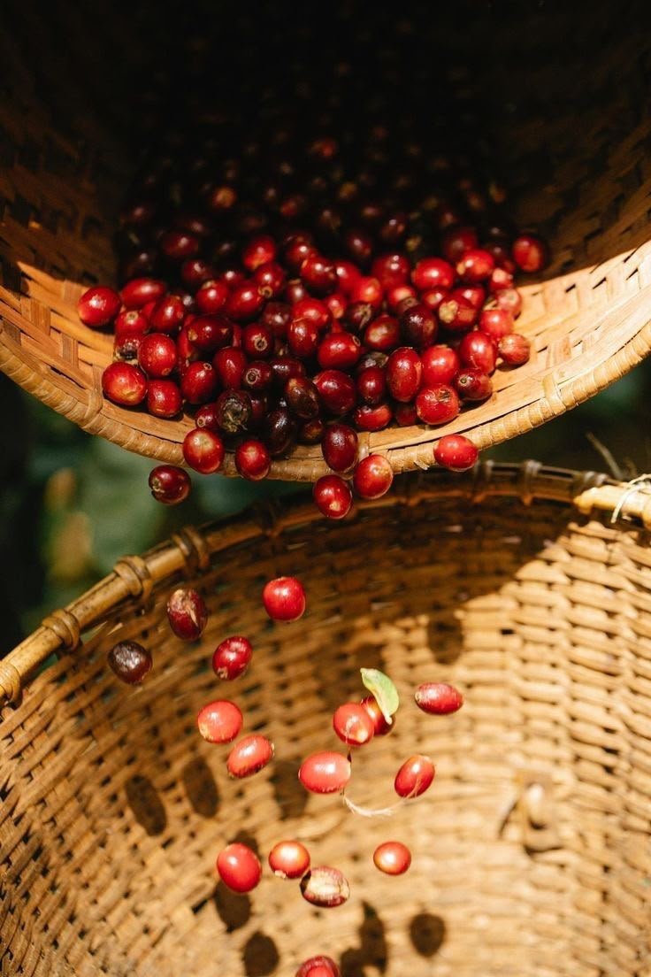 Cerezas maduras de café