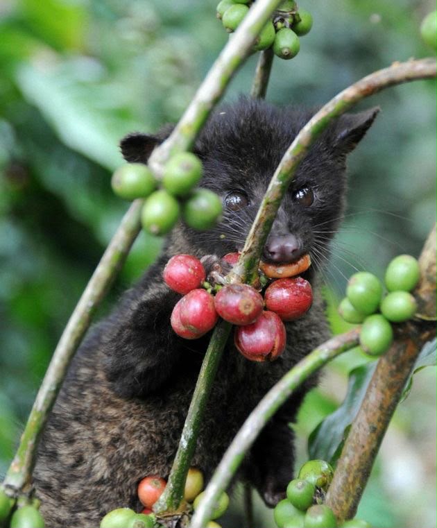 Civeta seleccionando cerezas de café